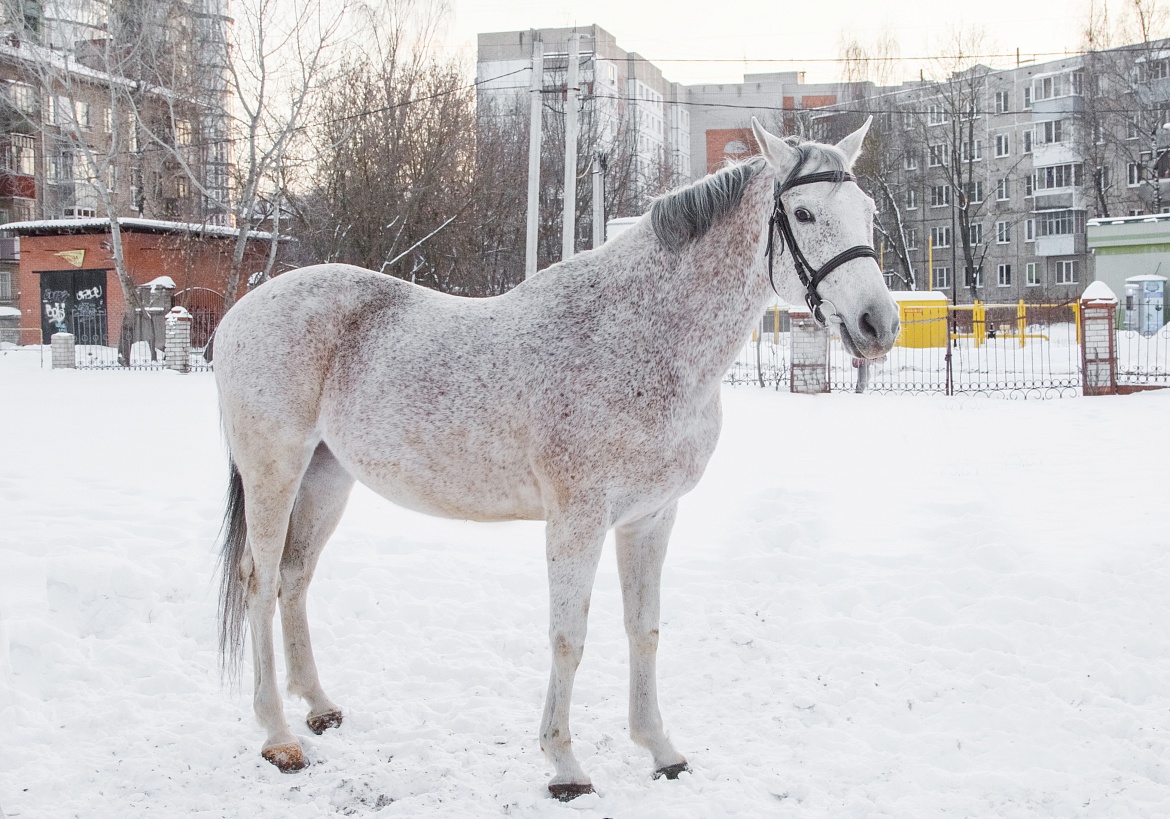 ИЩЕМ НОВЫЙ ДОМ ДЛЯ ЛОШАДЕЙ