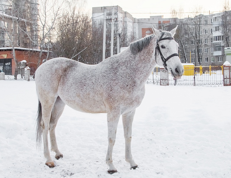 ИЩЕМ НОВЫЙ ДОМ ДЛЯ ЛОШАДЕЙ